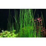 Eleocharis montevidensis