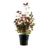 Ludwigia Palustris Super rouge