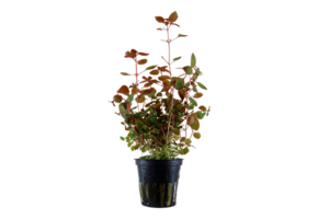 Ludwigia Palustris Super Red