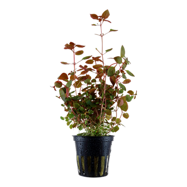 Ludwigia palustris super red