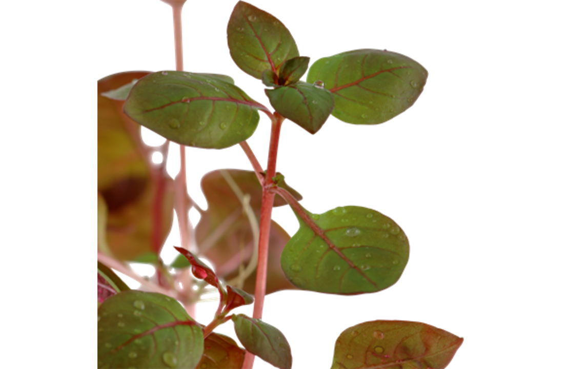 Ludwigia palustris super red