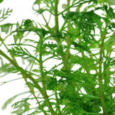 Myriophyllum Mattogrossense in vitro
