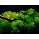 Myriophyllum Mattogrossense in vitro