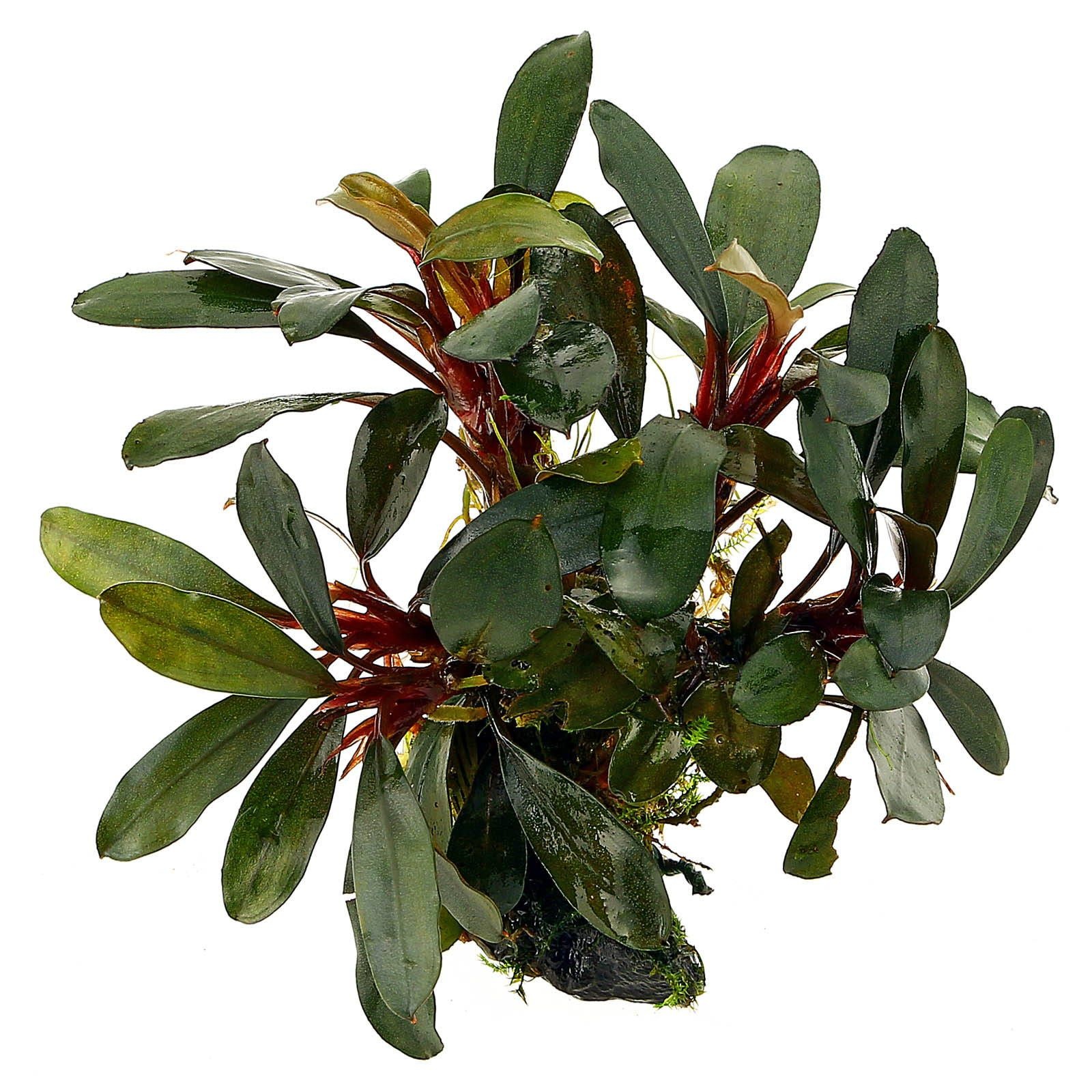 水草 Bucephalandra sp. Motleyana Red-stem Bucephalandra sp