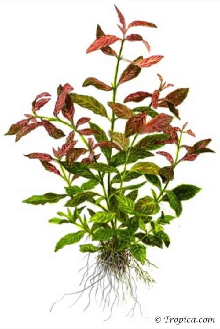 Lagenandra meeboldii Red round in vitro - Copy