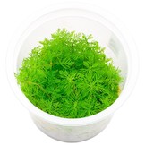 Myriophyllum Mattogrossense in vitro