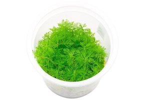 Myriophyllum mattogrossense In Vitro