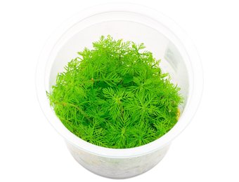 Myriophyllum mattogrossense in vitro