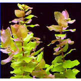 Rotala macrandra Green