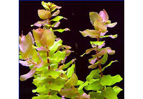 Rotala macrandra Green