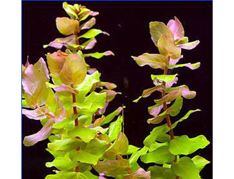 Rotala macrandra Green