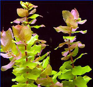 Rotala macrandra Green in vitro