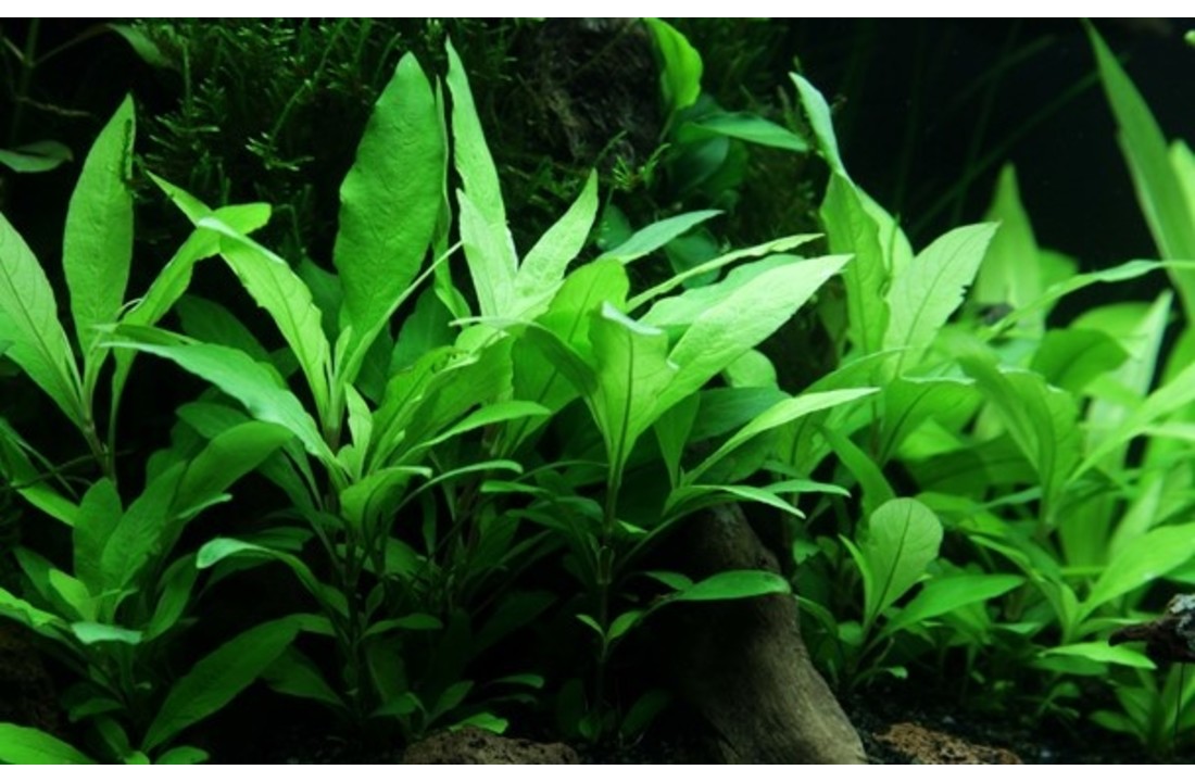 Hygrophila corymbosa Siamensis 53B - In Vitro