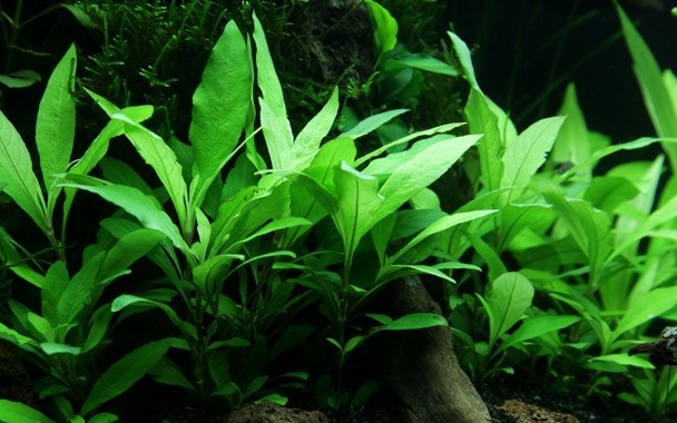 Hygrophila corymbosa Siamensis 53B Thailand In Vitro