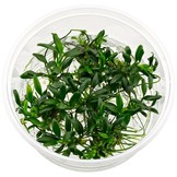 Anabias Barteri Var. Nana 'Pangolino' in vitro