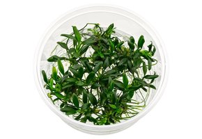 Anubias barteri var. nana 'Pangolino' in vitro