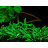 Anabias Barteri Var. Nana 'Pangolino' in vitro