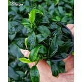 Anubias Barteri Var. Nana 'Pangolino' in vitro