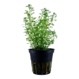 Myriophyllum mattogrossense pot
