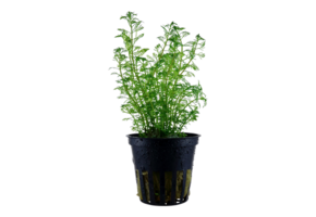 Myriophyllum mattogrossense pot