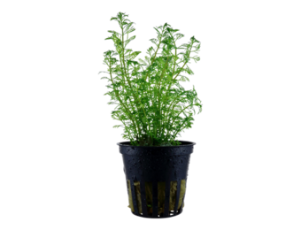 Myriophyllum MattoGrossense pot