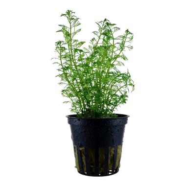 Myriophyllum Mattogrossense Pot
