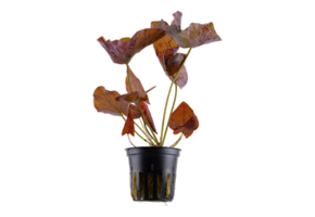 Nymphaea lotus - Rode lotus pot