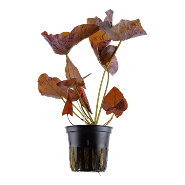 Nymphaea Lotus - Pot de lotus rouge