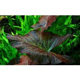 Nymphaea Lotus - Red Lotus pot