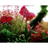 Nymphaea Lotus - Red Lotus pot