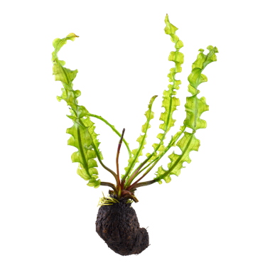 Aponogeton longiplumulosus pot