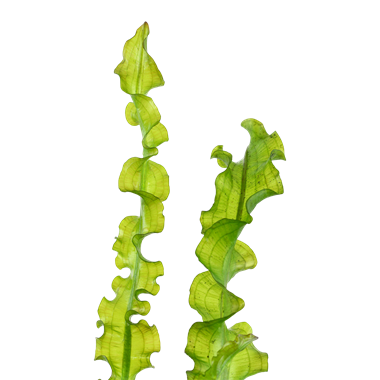 Aponogeton longiplumulosus pot