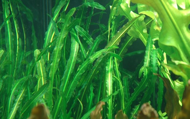 Aponogeton longiplumulosus pot