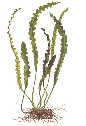Aponogeton longiplumulosus pot