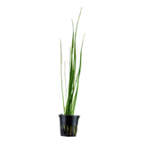Vallisneria nana pot