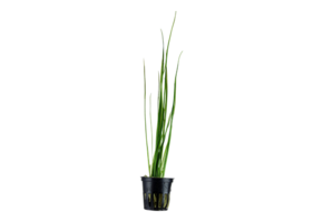 Vallisneria Nana Pot