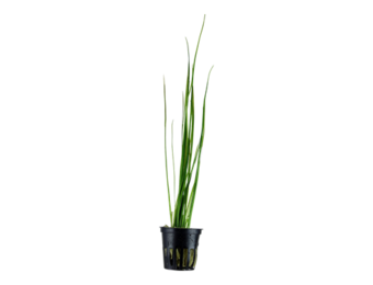Vallisneria nana pot