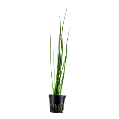Vallisneria nana pot