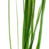 Vallisneria nana pot