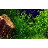 Vallisneria nana pot