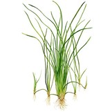 Vallisneria nana pot