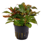 Ludwigia Glandulosa Pot