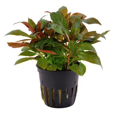 Ludwigia Glandulosa Pot