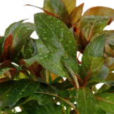 Ludwigia Glandulosa Pot