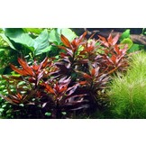Ludwigia Glandulosa Pot