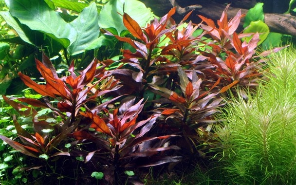 Ludwigia Glandulosa Pot