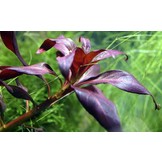Ludwigia Glandulosa Pot