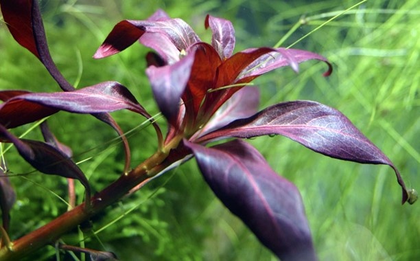 Ludwigia Glandulosa Pot