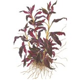 Ludwigia Glandulosa Pot