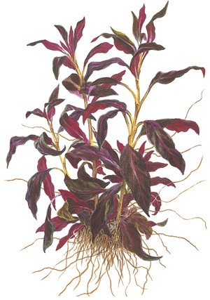 Ludwigia Glandulosa Pot
